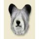 Skye Terrier Doogie Head