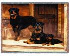 Rottweiler Throw Blanket (Woven/Tapestry)